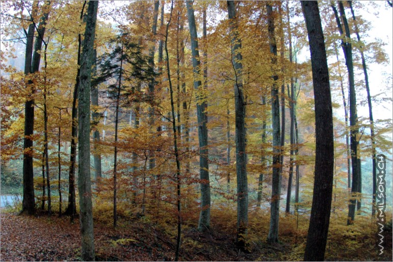 wonderfully colored trees coming down the buchser berg