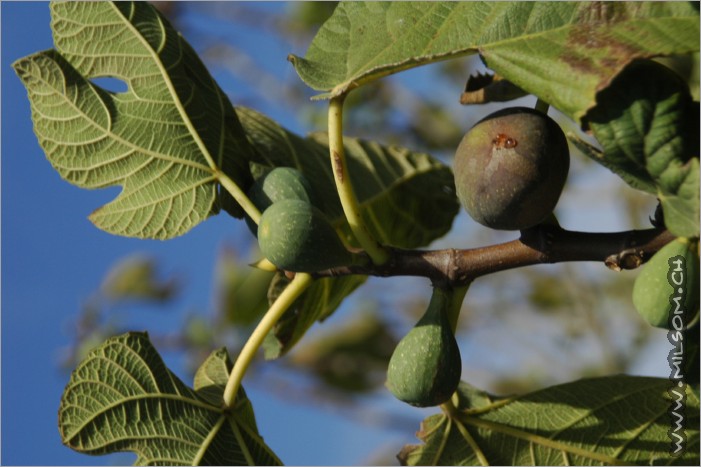 fig-trees all around the climbing area in osilo